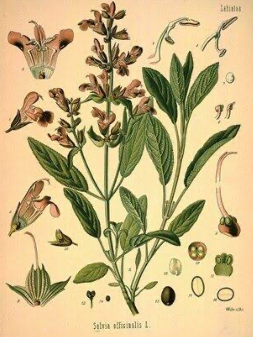 Sage