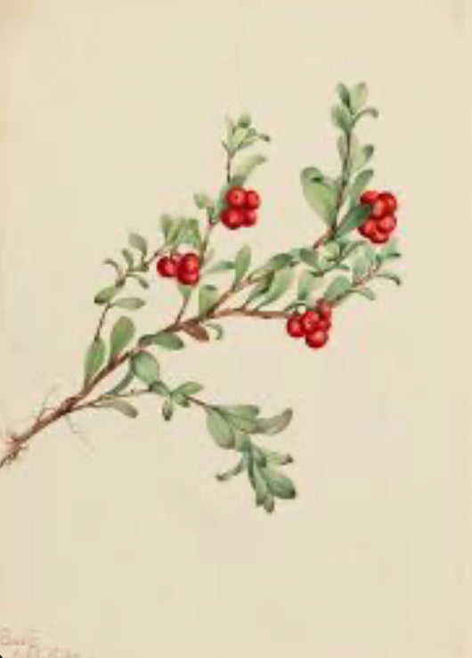 Bearberry