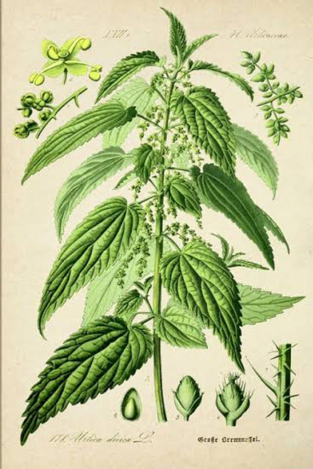 Nettle