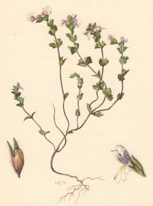 Eyebright