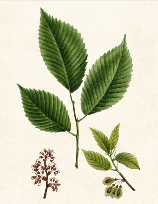 Elm