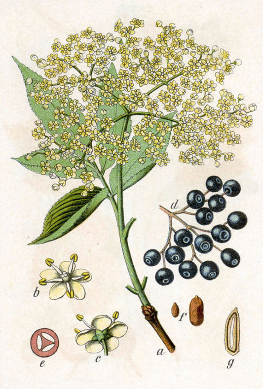 Elderberry
