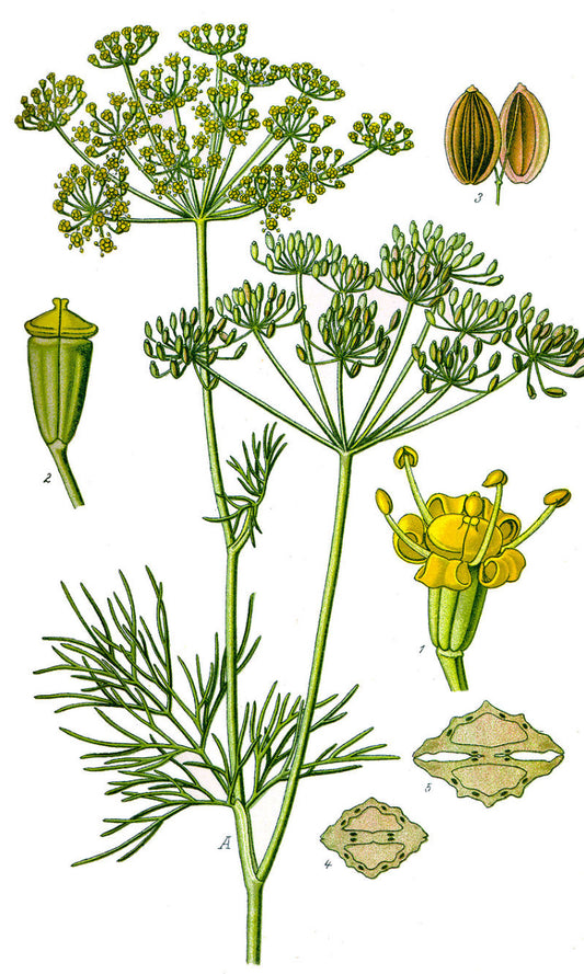 Dill