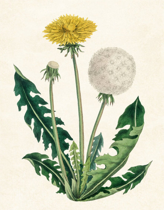 Dandelion