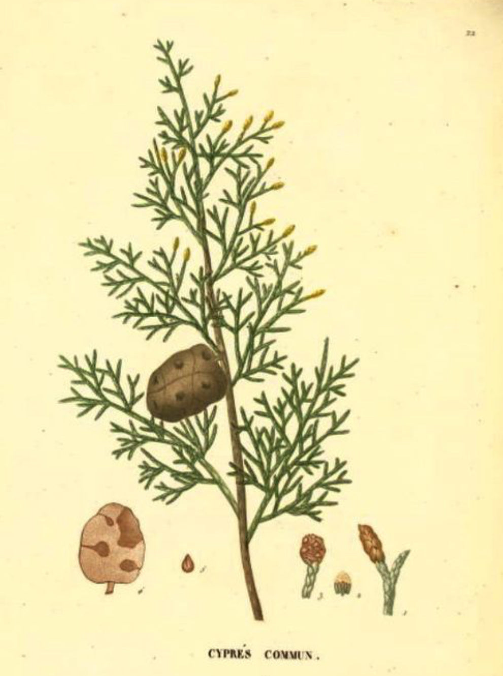 Cypress