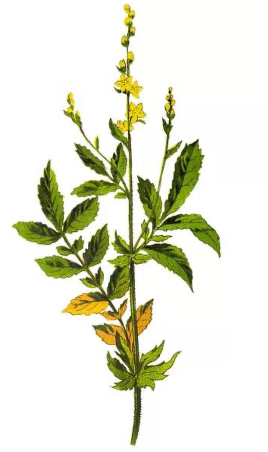 Agrimony