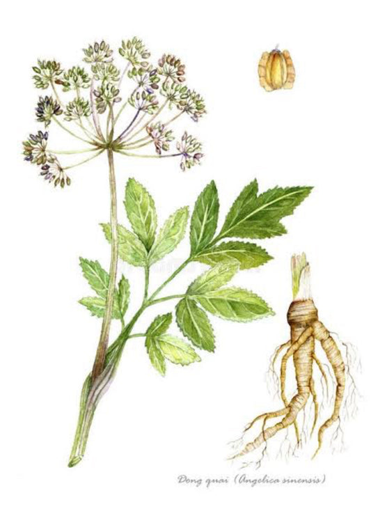 Angelica Root