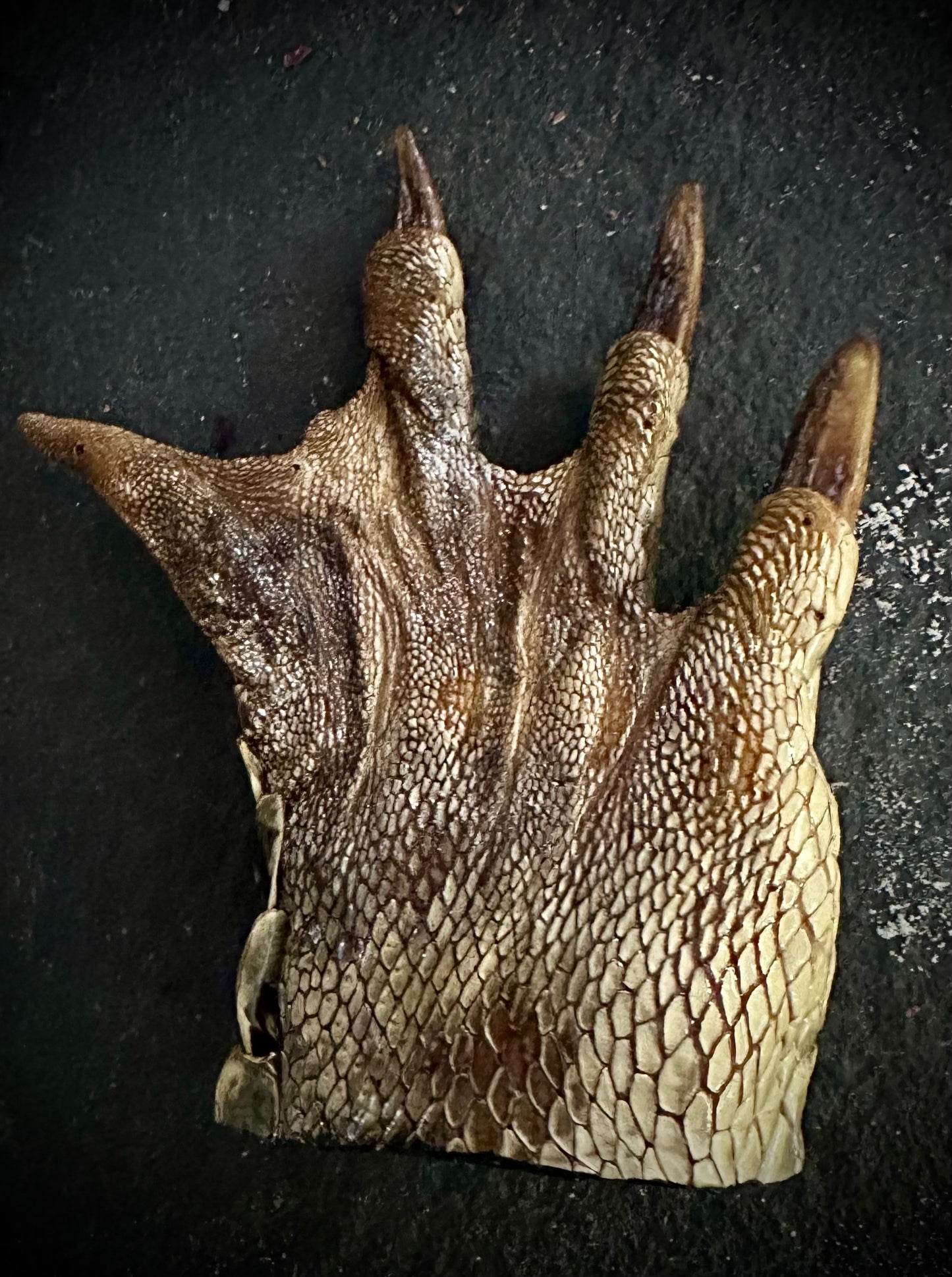Taxidermy Crocodile Claw