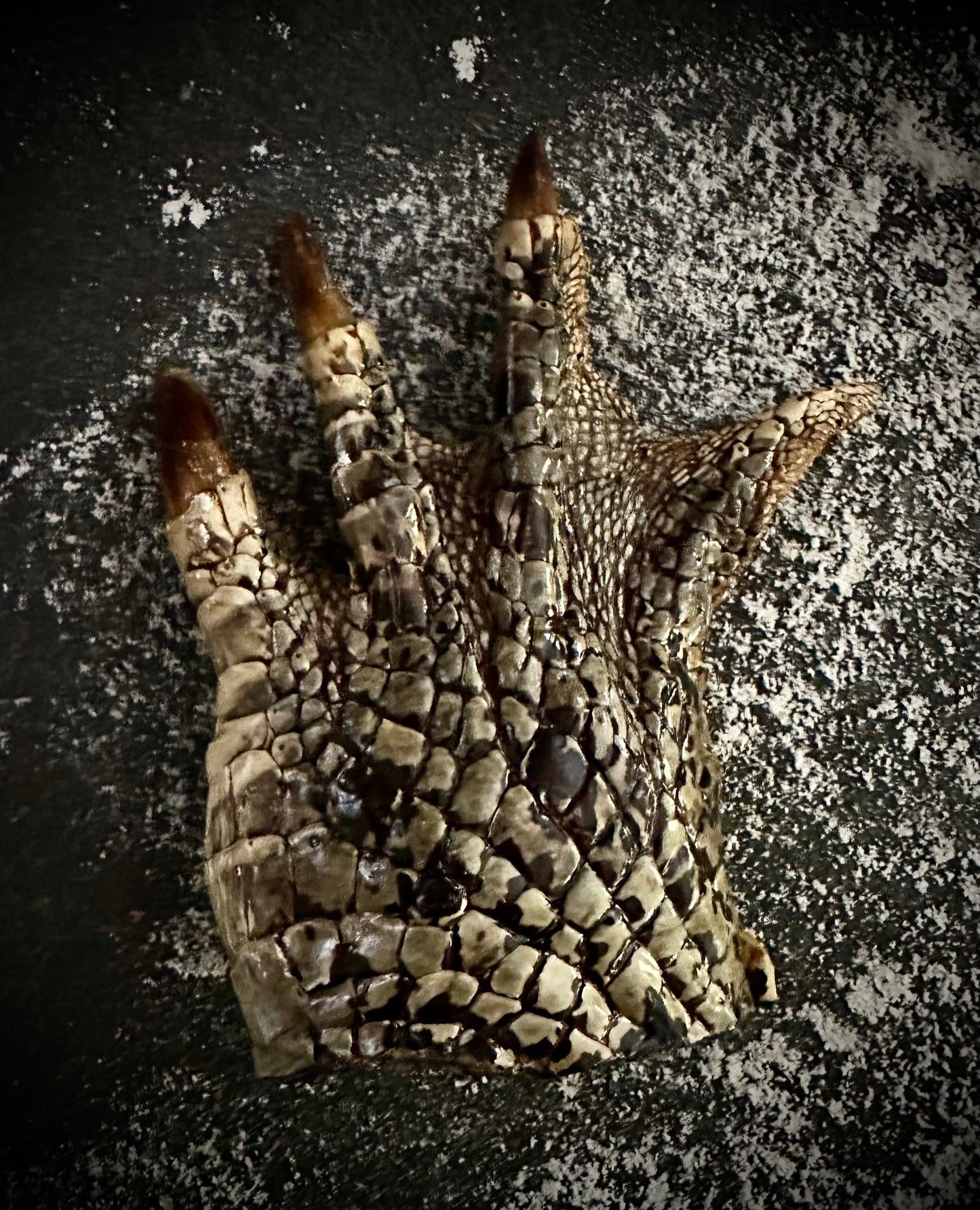 Taxidermy Crocodile Claw
