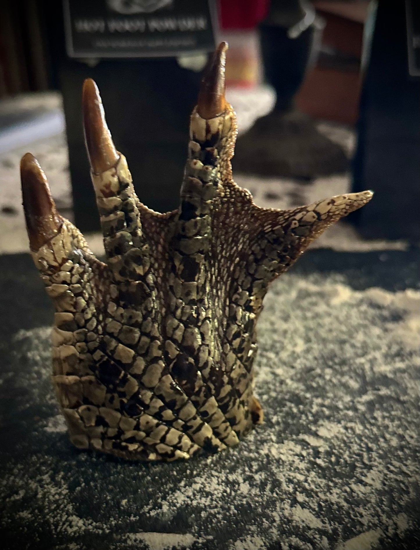 Taxidermy Crocodile Claw