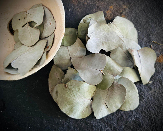 Eucalyptus - Wild foraged - Euphemia Blackthorne