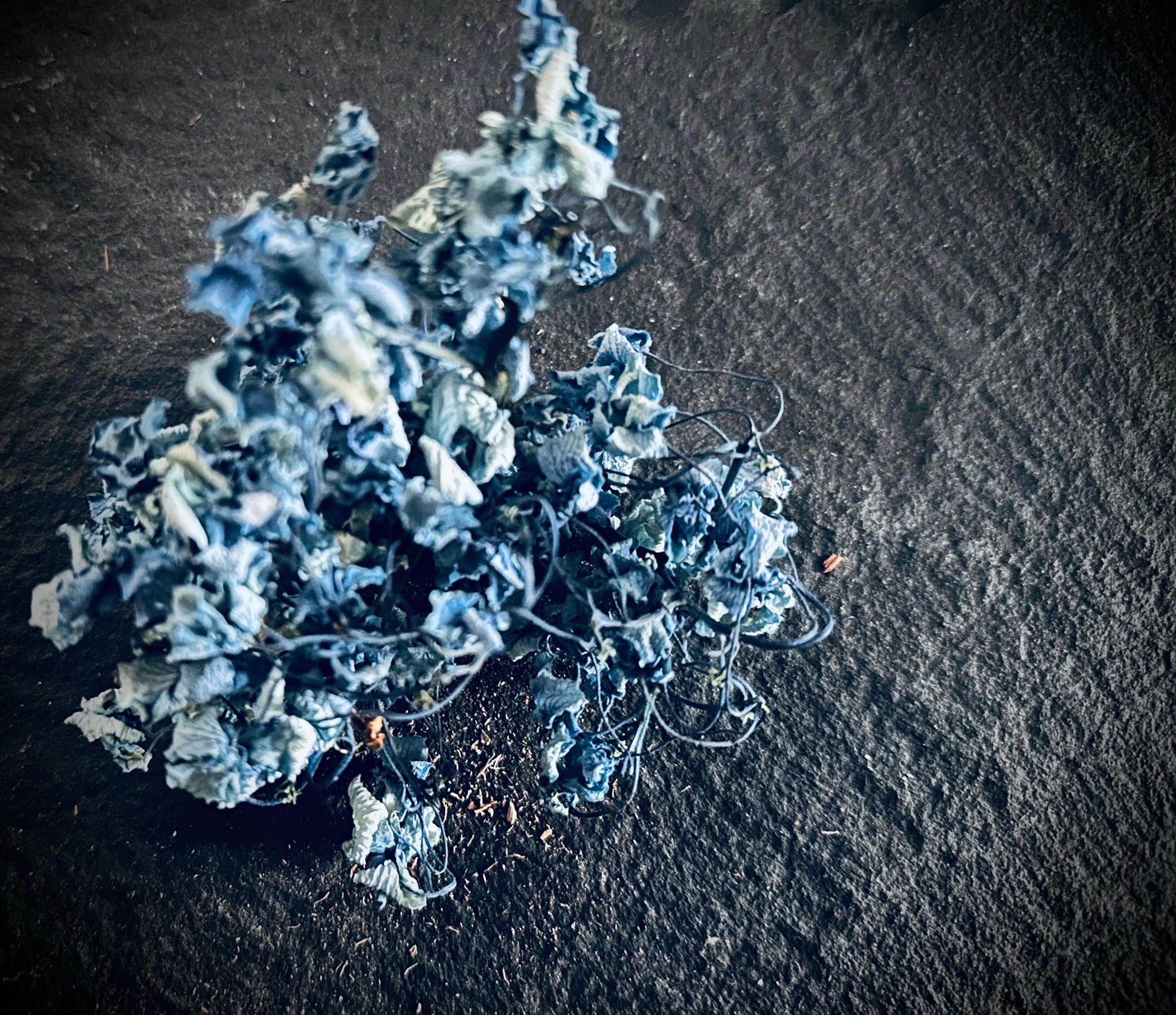 Hydrangea - Wild foraged - Euphemia Blackthorne