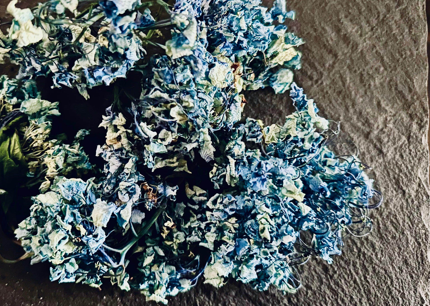 Hydrangea - Wild foraged - Euphemia Blackthorne