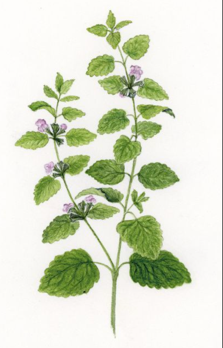 Lemon Balm