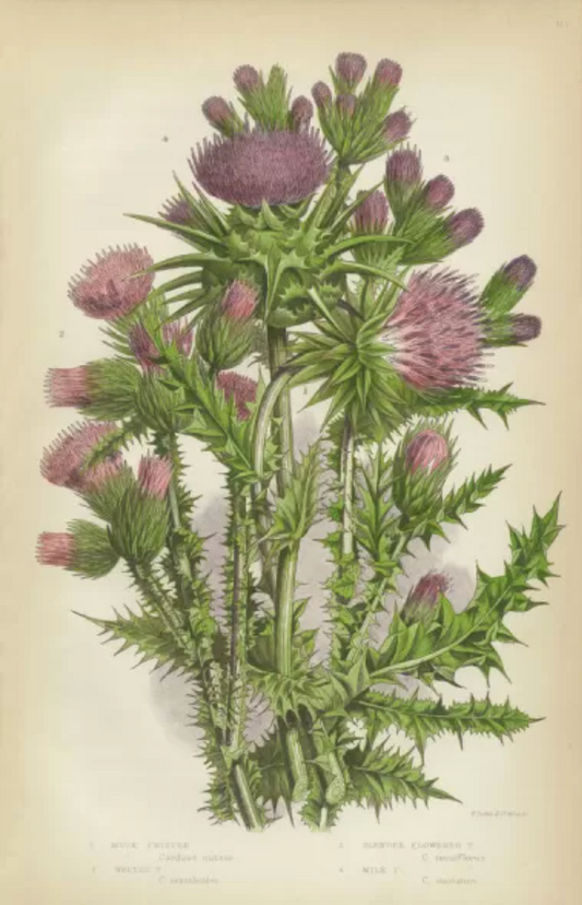 Blessed Thistle