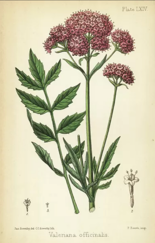 Valerian