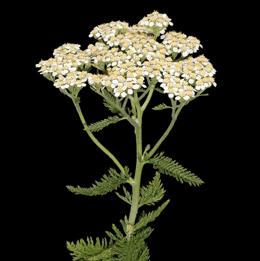 Yarrow: Tea Quality - Euphemia Blackthorne